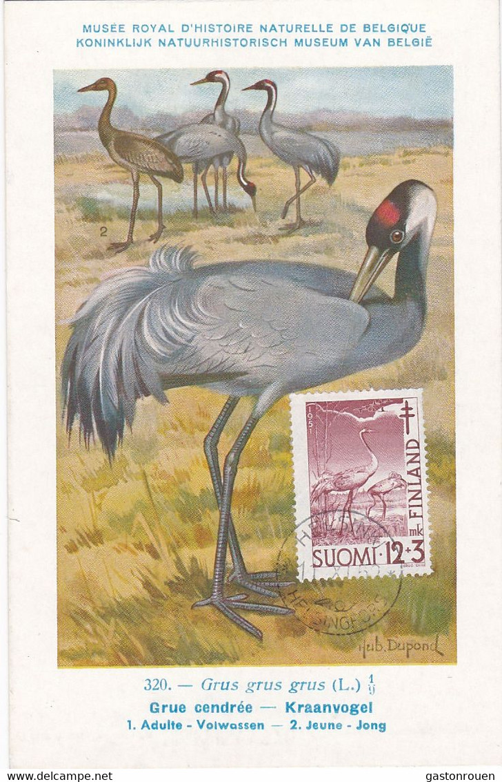 Carte Maximum Card Oiseau Bird Finlande Finland  1952 Grue Cendrée Grus - Maximum Cards & Covers