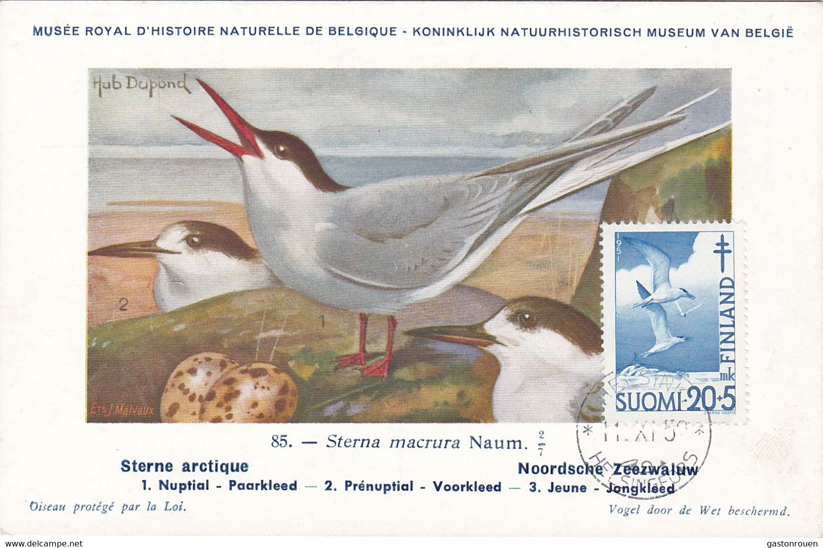 Carte Maximum Card Oiseau Bird Finlande Finland  Sterne Sterna - Cartoline Maximum