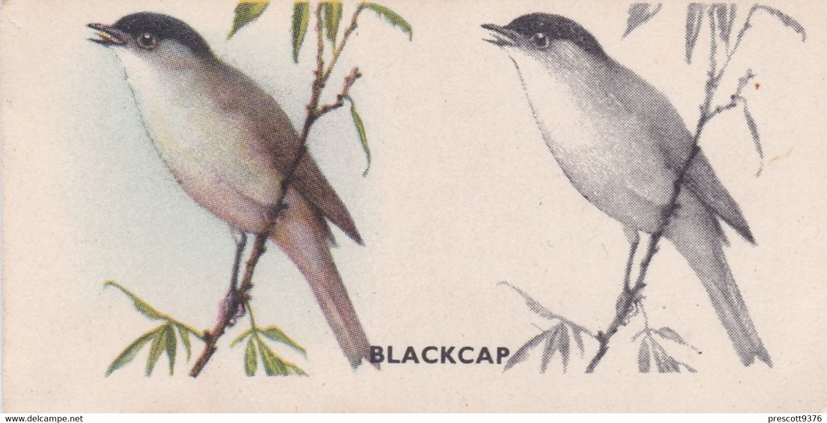 25 Blackcap - Bird Painting 1938 - Godfrey Phillips Cigarette Card - Original - Wildlife - Nature - Phillips / BDV