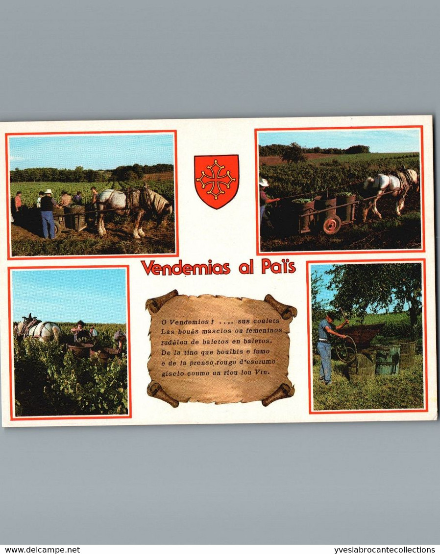 Vendanges En Languedoc - Vendemias Al Païs - Cpm Multivues 4 Et Parchemin - Vines