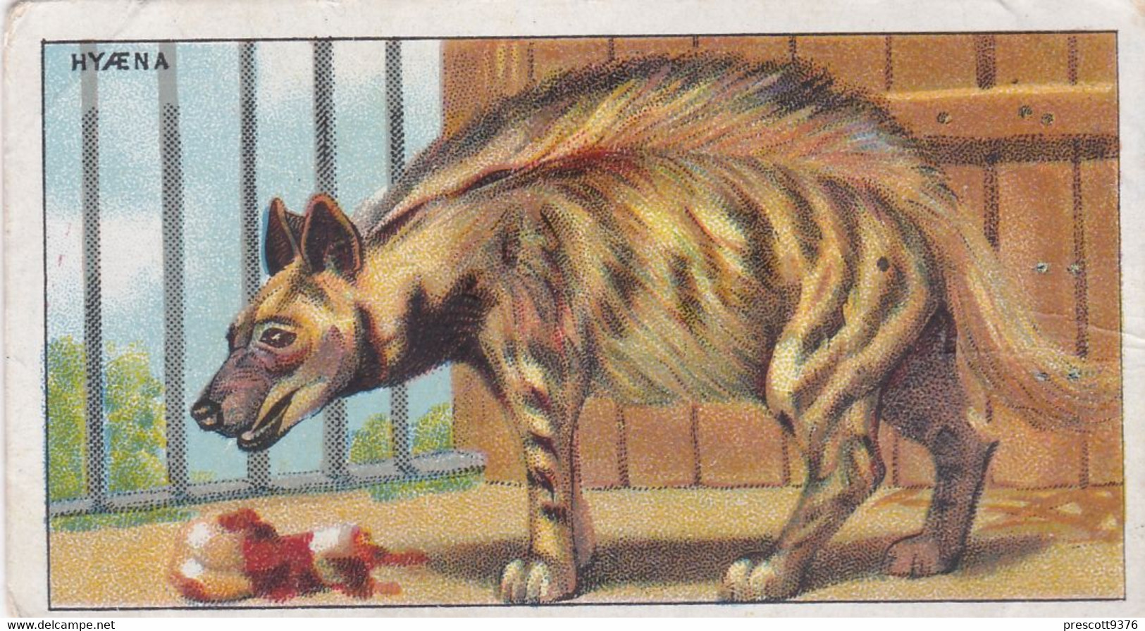 16 Striped Hyena - Animals At The Zoo, 1924 - Morris Cigarette Card - Original - Wildlife - Phillips / BDV