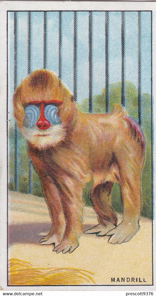 5 Mandrill - Animals At The Zoo, 1924 - Morris Cigarette Card - Original - Wildlife - Phillips / BDV