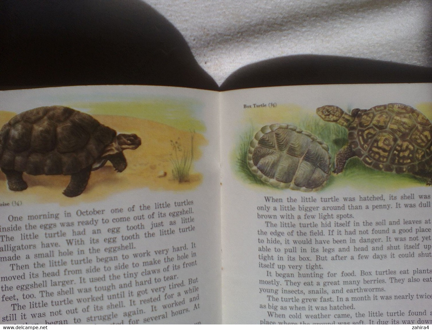 USA Tortue Reptile Basic Science Education Series Bertha Morris Parker Gladys K.McCosh 9 Illustrations Tortue Différente - Vita Selvaggia