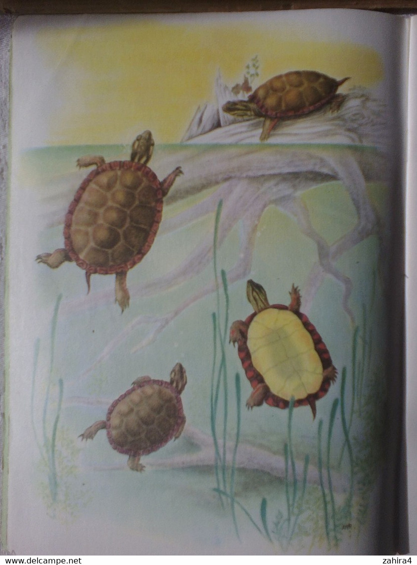 USA Tortue Reptile Basic Science Education Series Bertha Morris Parker Gladys K.McCosh 9 Illustrations Tortue Différente - Vida Salvaje