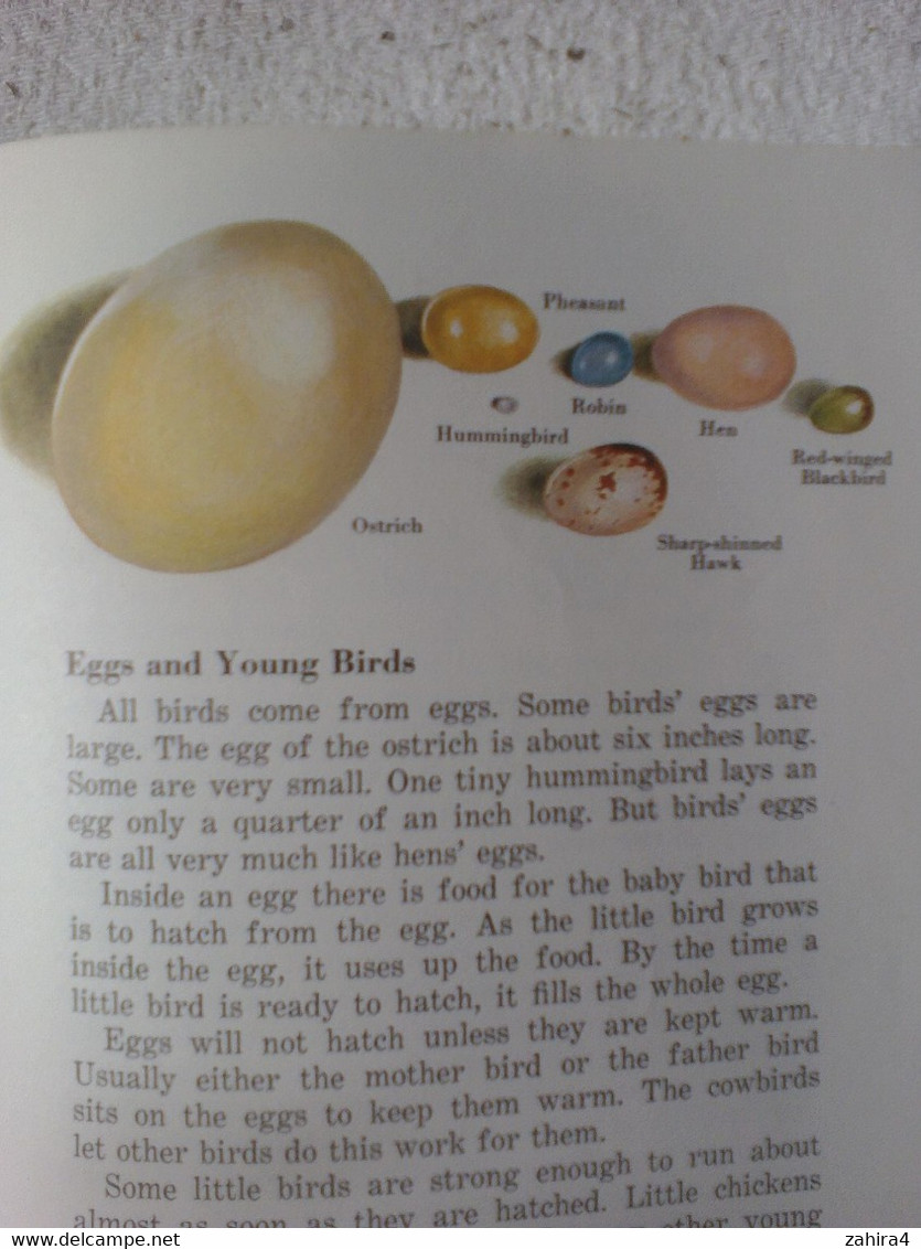 USA Bird Oiseau Basic Science Education Series Bertha Morris Parker Dr. Arthur A. Allen Plus De 35 Illustrations - Vida Salvaje