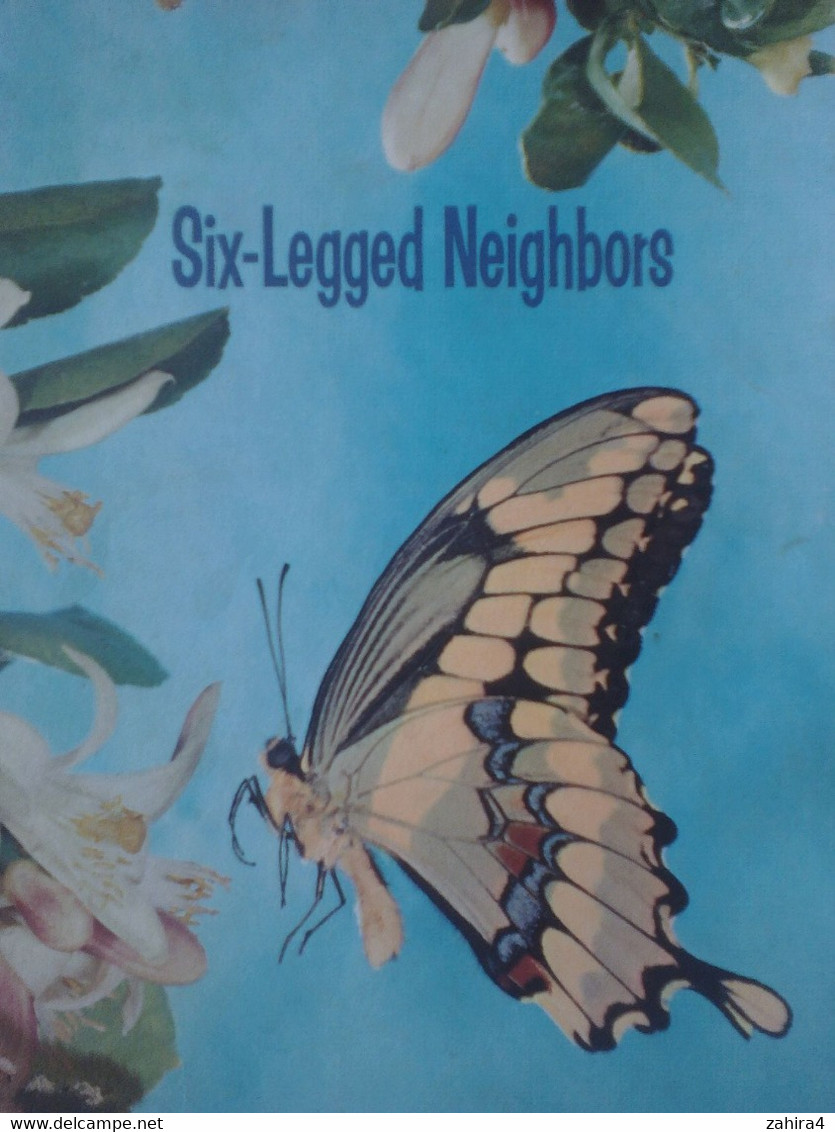 USA Six Legged Neighbors Papillons Basic Science Education Series Bertha Morris Parker Mabel O'Donnell Plus De 35 Dessin - Vita Selvaggia