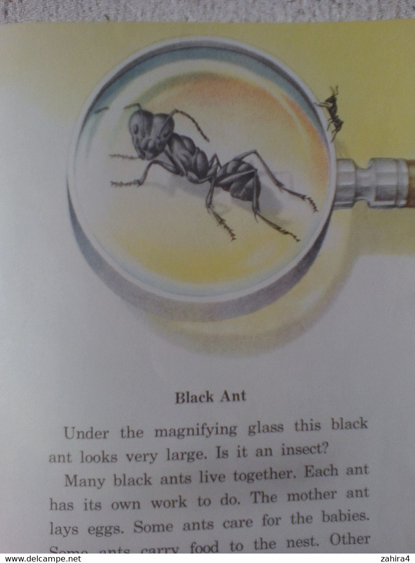 USA Six Legged Neighbors Papillons Basic Science Education Series Bertha Morris Parker Mabel O'Donnell Plus De 35 Dessin - Wildlife