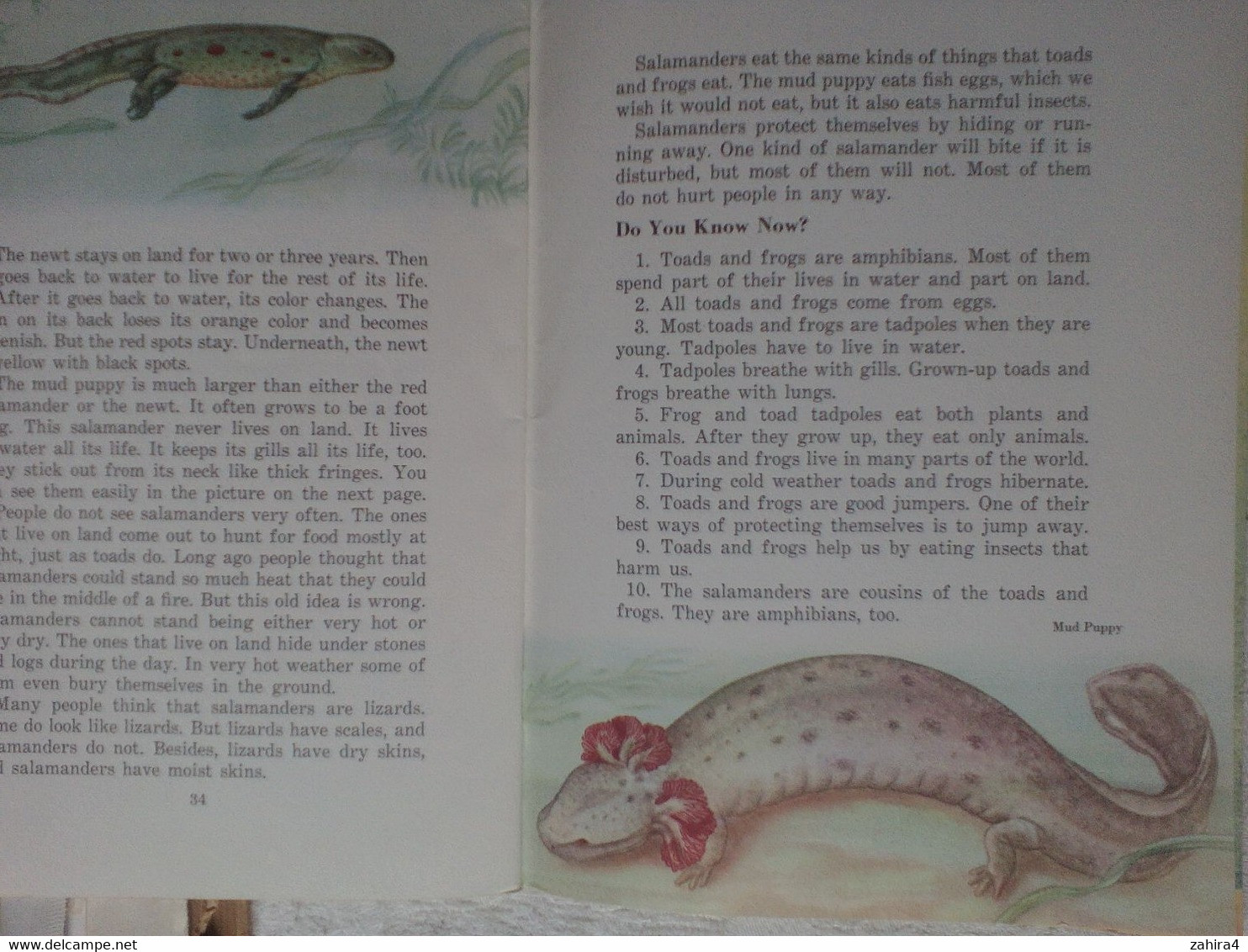 USA Toads Frogs Grenouilles Basic Science Education Series Bertha Morris Parker Plus De 35 Illustrations Arnold W. Ryan - Wildlife