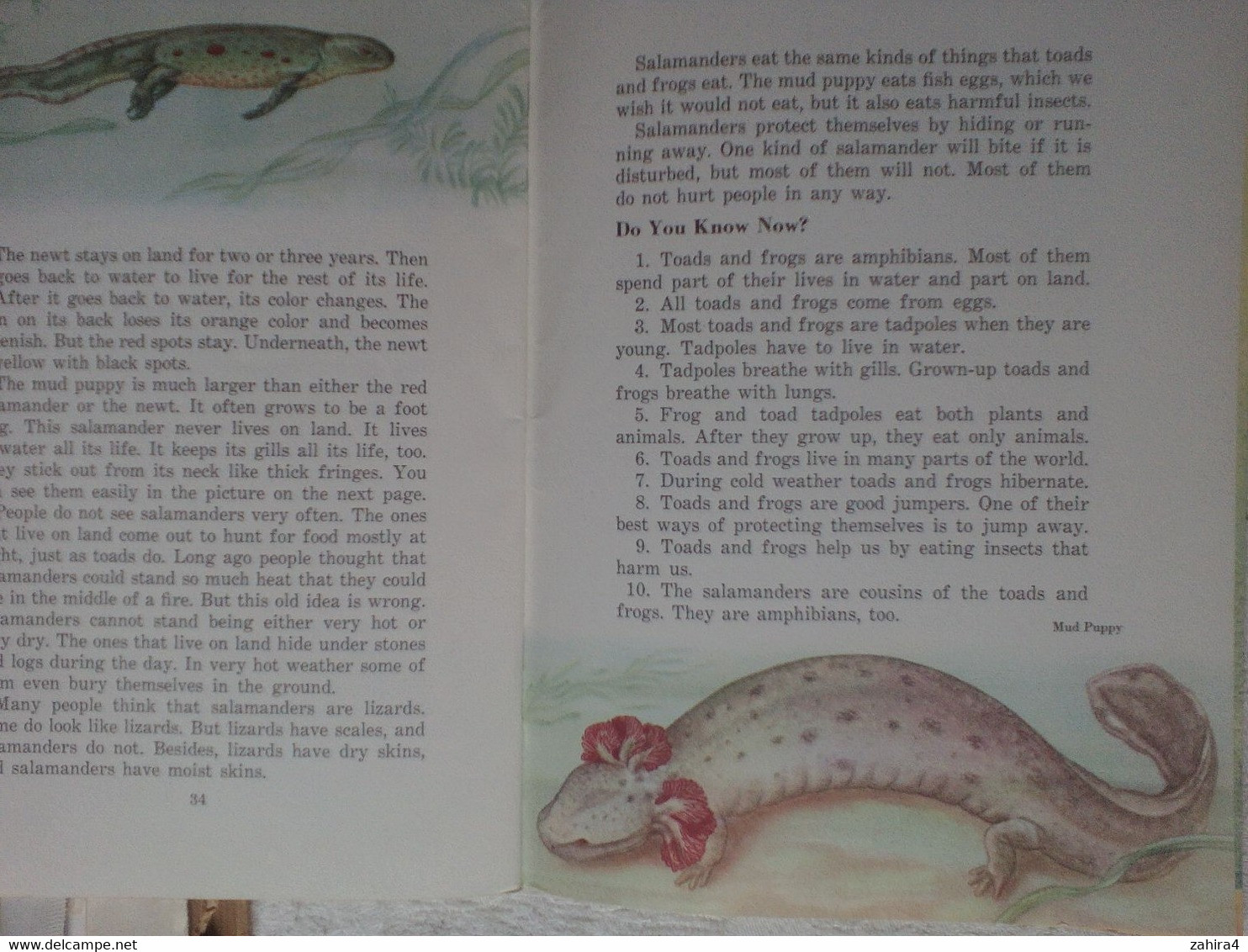 USA Toads Frogs Grenouilles Basic Science Education Series Bertha Morris Parker Plus De 35 Illustrations Arnold W. Ryan - Vita Selvaggia