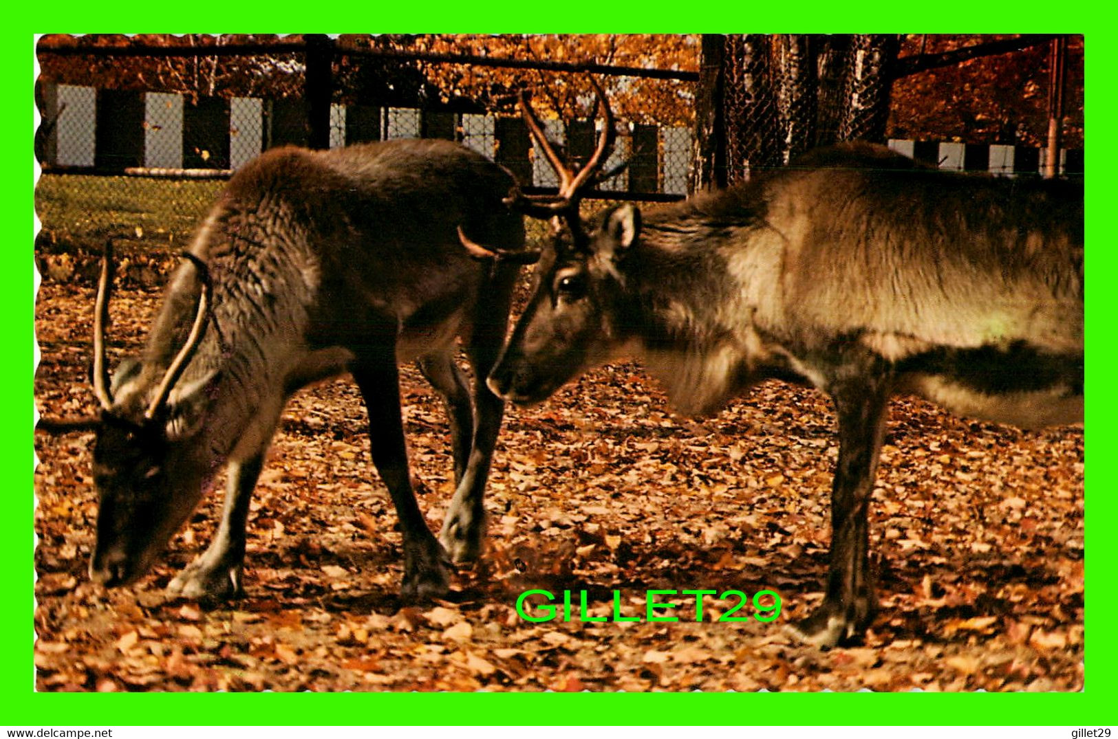 GRANBY, QUÉBEC - PARC ZOOLOGIQUE GRANBY - RENNES - REINDEER -  PUB. BY JEAN BIENVENUE - - Granby