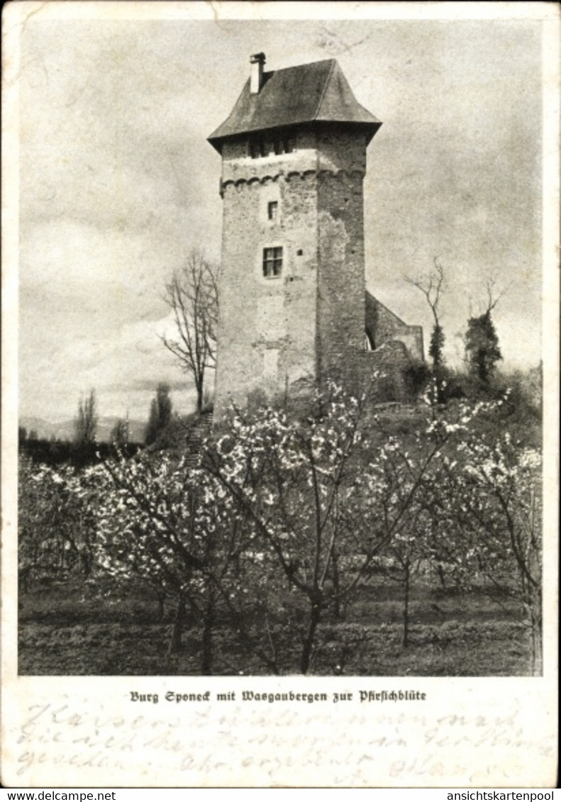 CPA Jechtingen Sasbach Am Kaiserstuhl, Burg Sponeck Mit Wasgaubergen Zur Pfirsischblüte - Autres & Non Classés