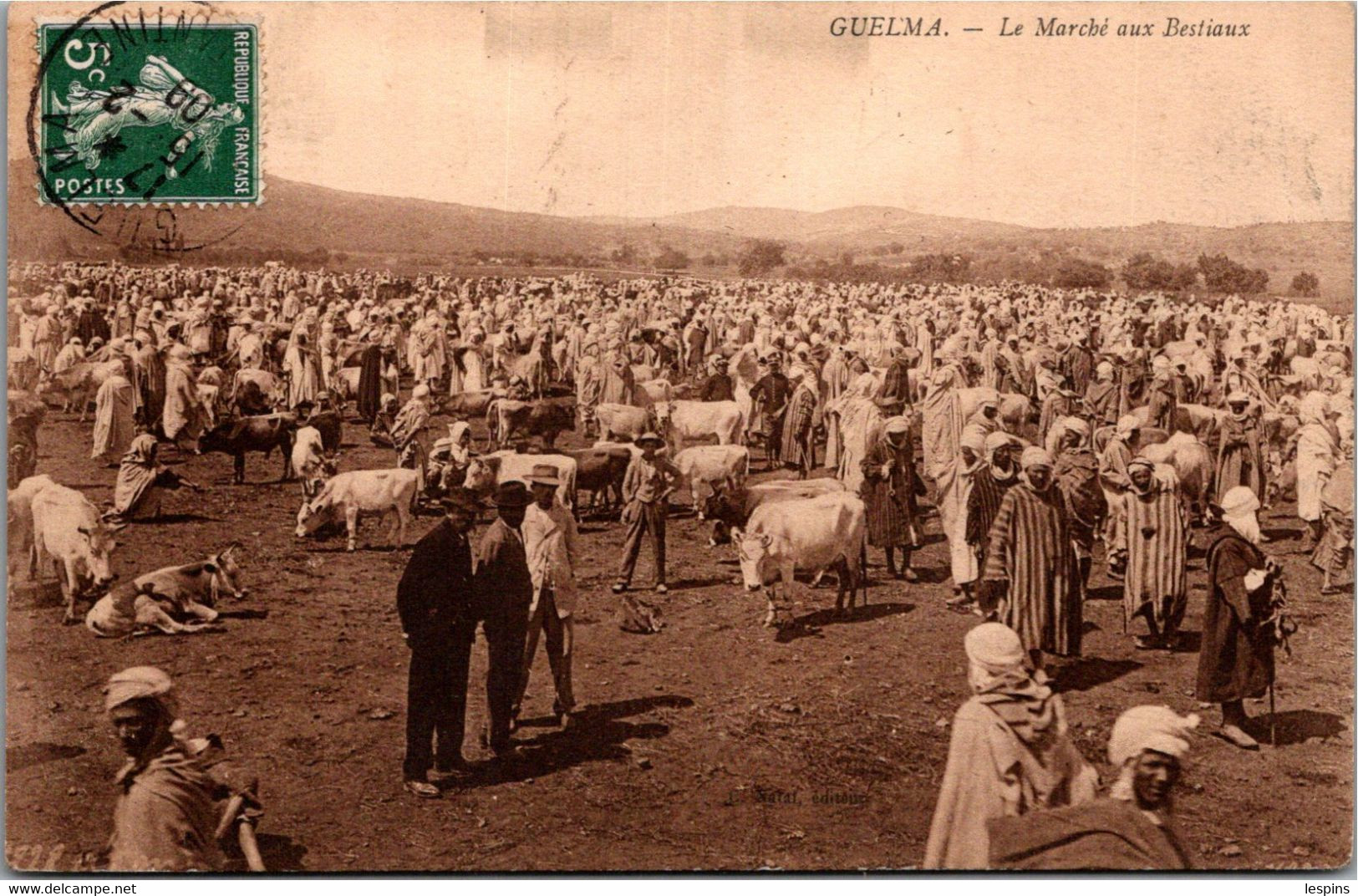 ALGERIE -- GUELMA -- Le Marché Aux Bestiaux - Guelma