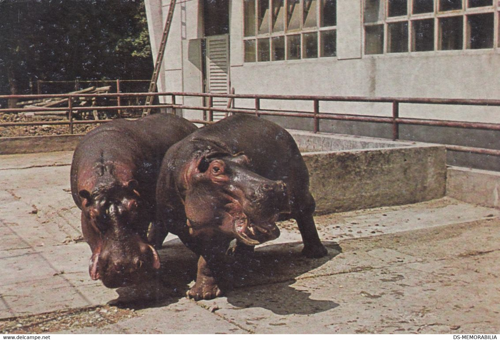 Hippo , Hippopotamus Amphibius - Zagreb Croatia City Zoo - Entrance Ticket Postcard - Hippopotames