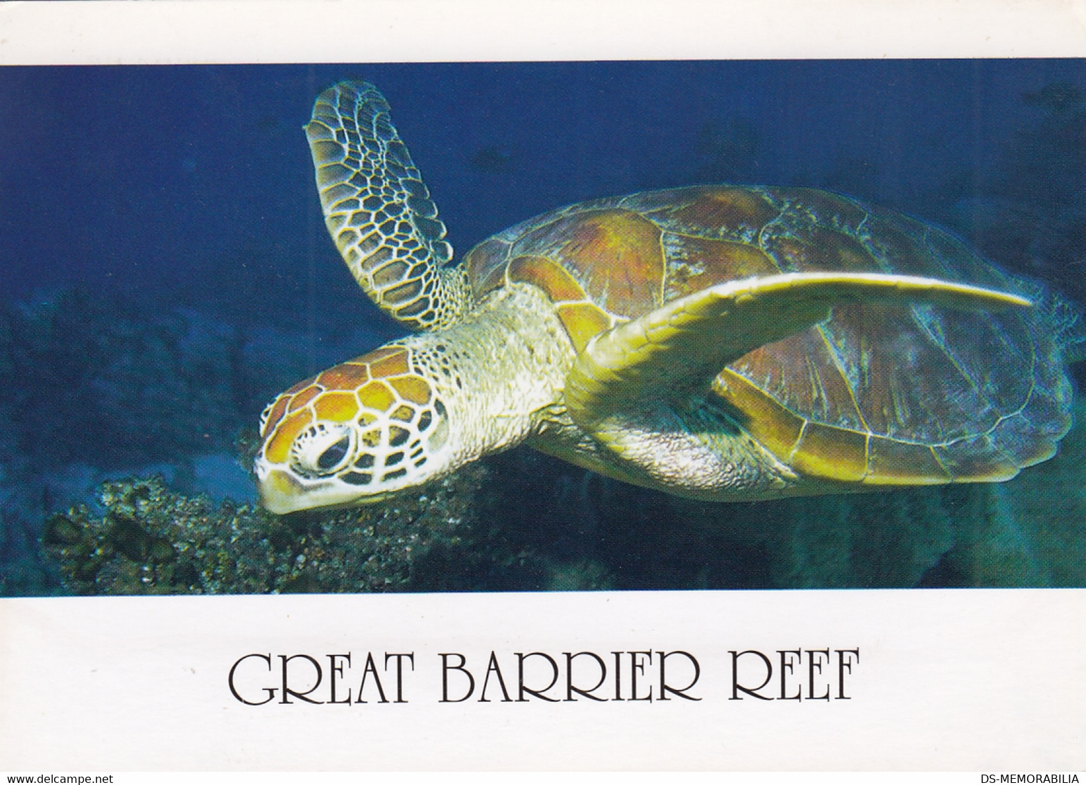 Turtle Tortue Great Barrier Reef Australia - Schildkröten