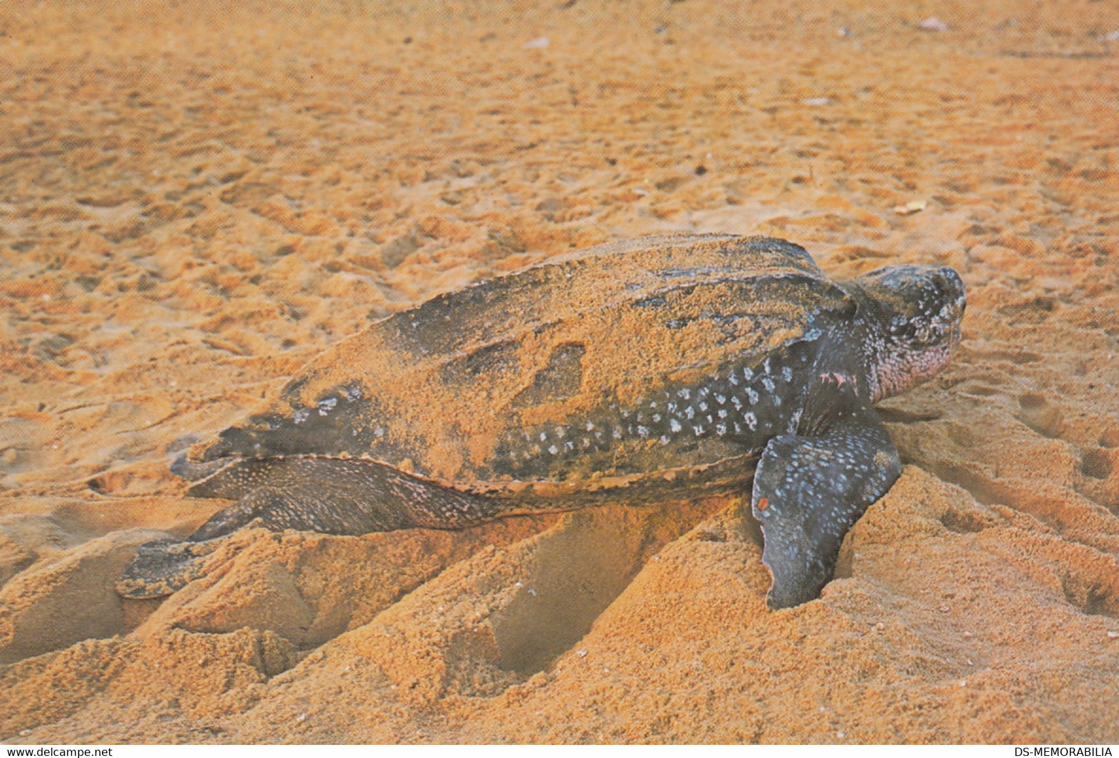 Turtle Tortue Malaysia - Giant Leatherback Turtle At Dungun Beach - Tartarughe