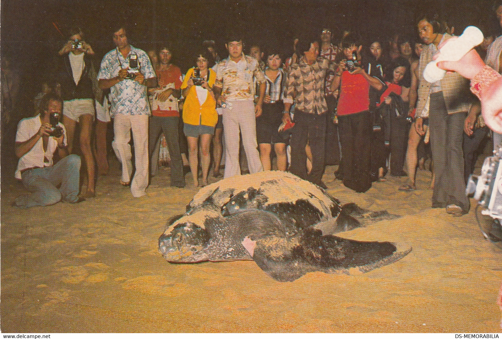 Turtle Tortue Malaysia - Giant Leatherback Turtle At Dungun Beach - Turtles