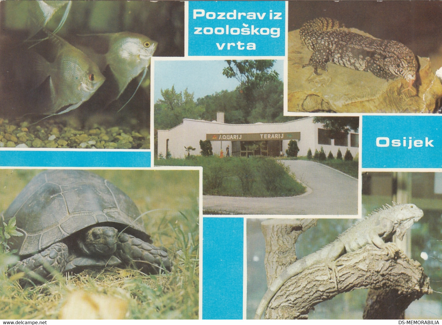 Turtle Tortue Iguana Aquarium Fish Osijek Cooatia Zoo - Schildpadden