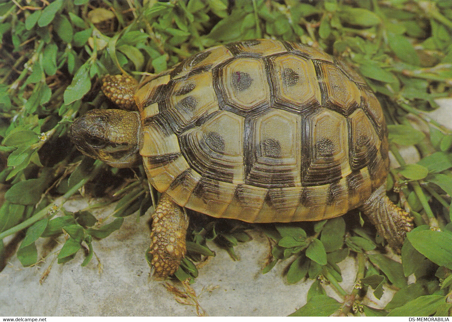 Turtle Tortue Testudo Hermanni - Schildkröten