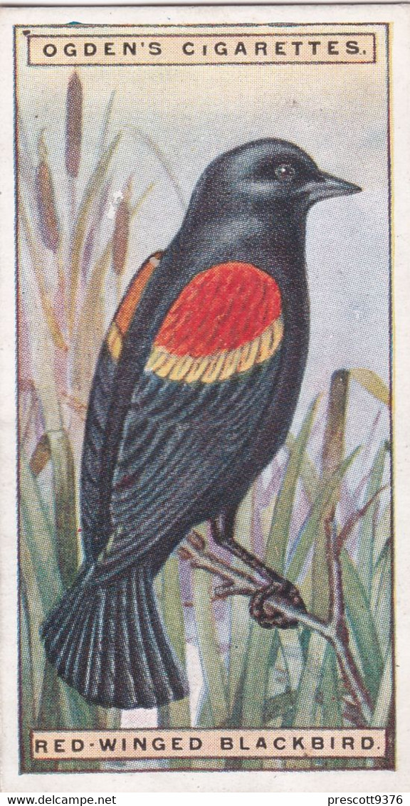 4 Redwinged Blackbird - Foreign Birds 1924 - Ogdens  Cigarette Card - Original - Wildlife - Ogden's