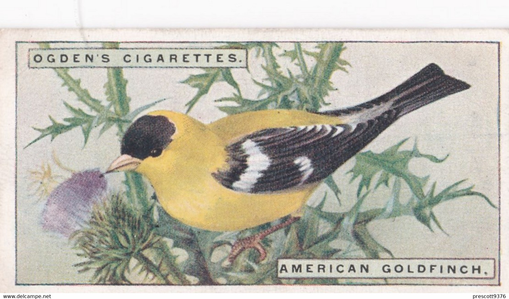 19 American Goldfinch  - Foreign Birds 1924 - Ogdens  Cigarette Card - Original - Wildlife - Ogden's