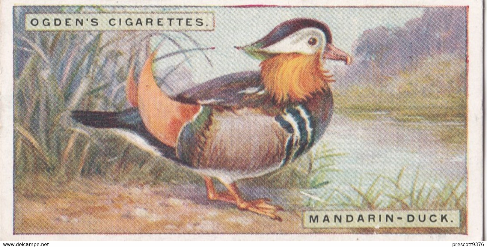 13 Mandarin Duck  - Foreign Birds 1924 - Ogdens  Cigarette Card - Original - Wildlife - Ogden's