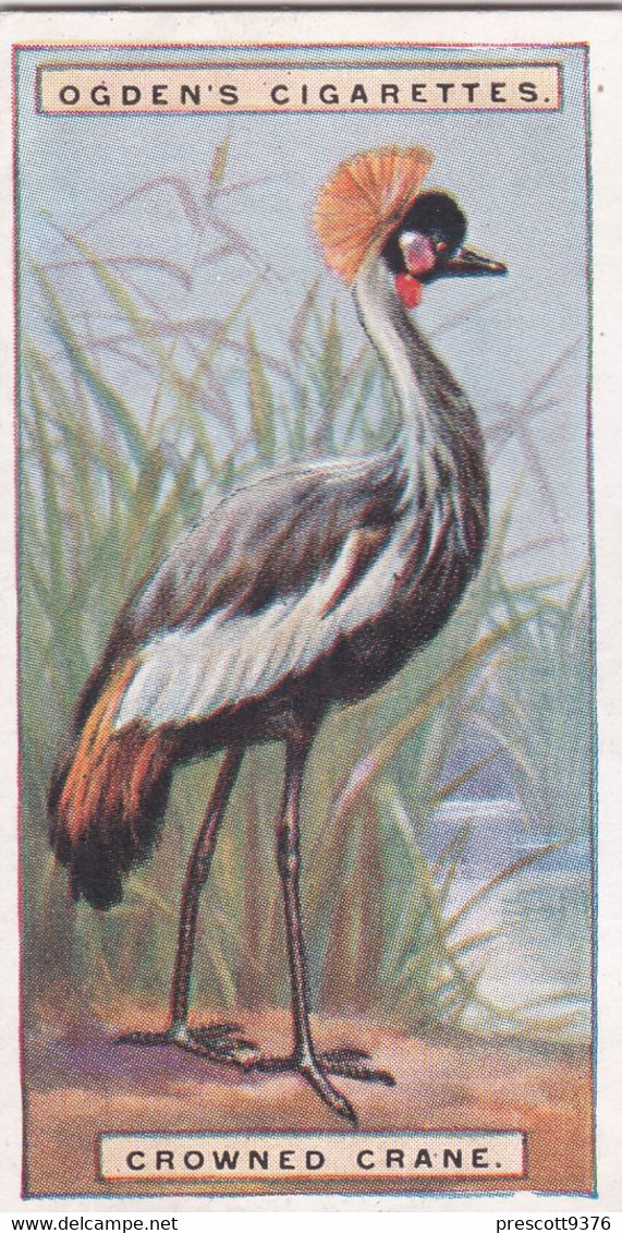 10 Crowned Crane  - Foreign Birds 1924 - Ogdens  Cigarette Card - Original - Wildlife - Ogden's