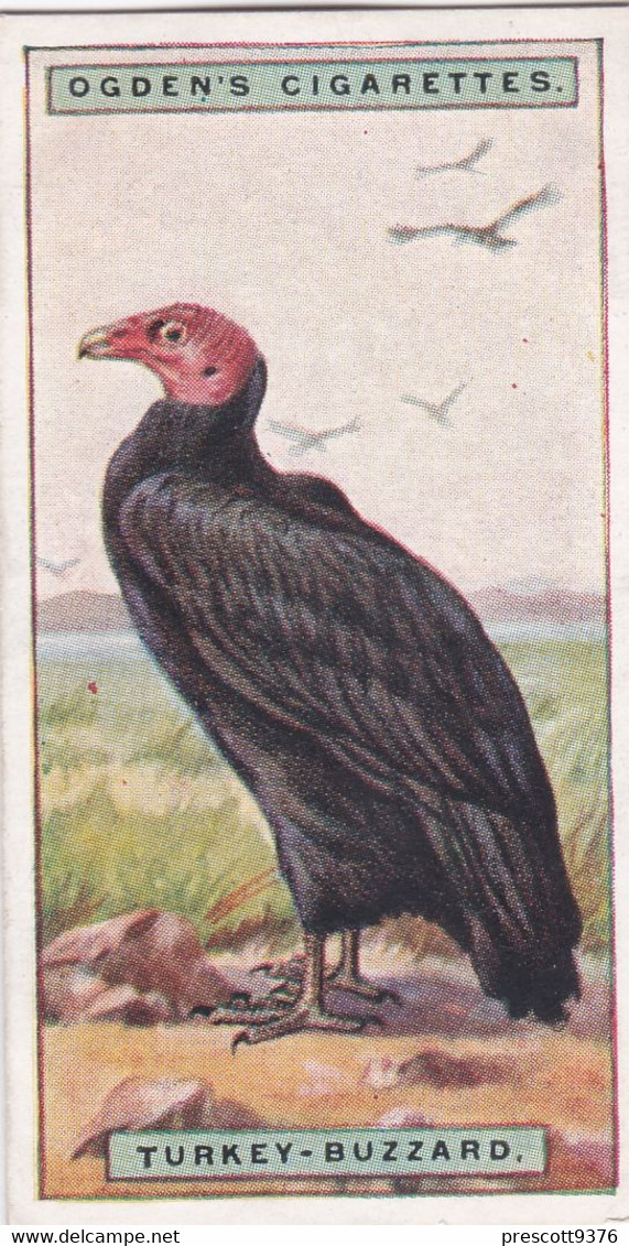 7 Turkey Buzzard  - Foreign Birds 1924 - Ogdens  Cigarette Card - Original - Wildlife - Ogden's