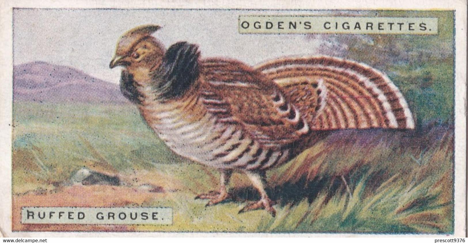 22 Ruffed Grouse - Foreign Birds 1924 - Ogdens  Cigarette Card - Original - Wildlife - Ogden's