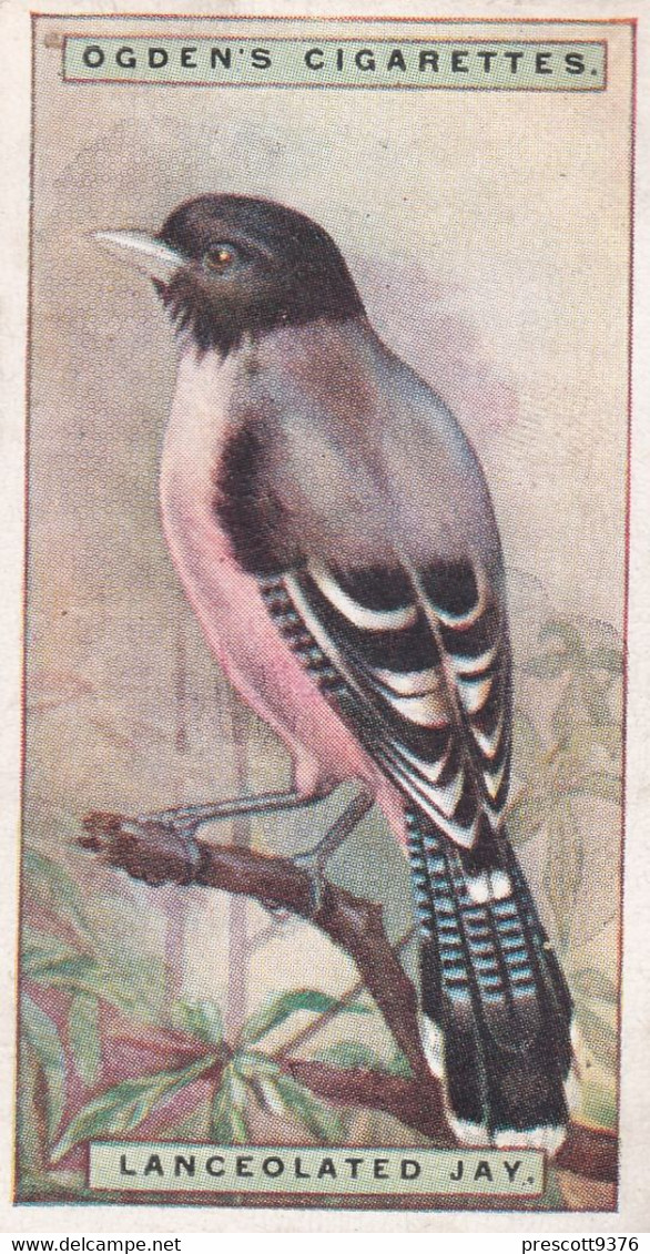 27 Lanceolated Jay - Foreign Birds 1924 - Ogdens  Cigarette Card - Original - Wildlife - Ogden's