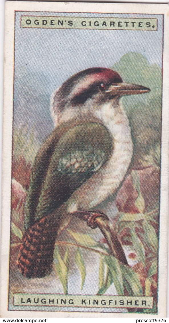 28 Laughing Kingfisher - Foreign Birds 1924 - Ogdens  Cigarette Card - Original - Wildlife - Ogden's