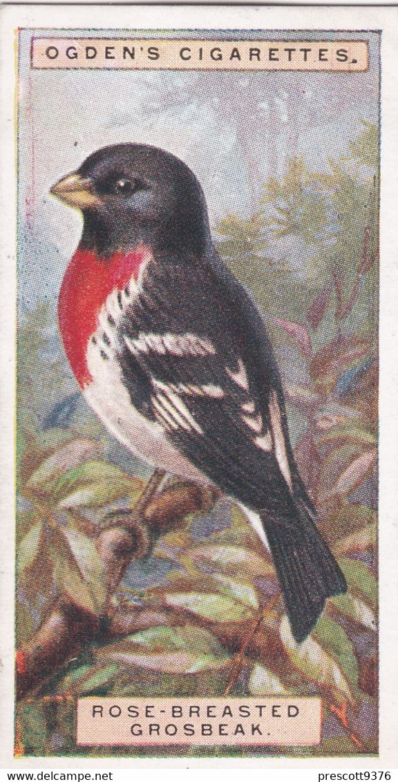 21 Rose Breasted Grosbeak - Foreign Birds 1924 - Ogdens  Cigarette Card - Original - Wildlife - Ogden's