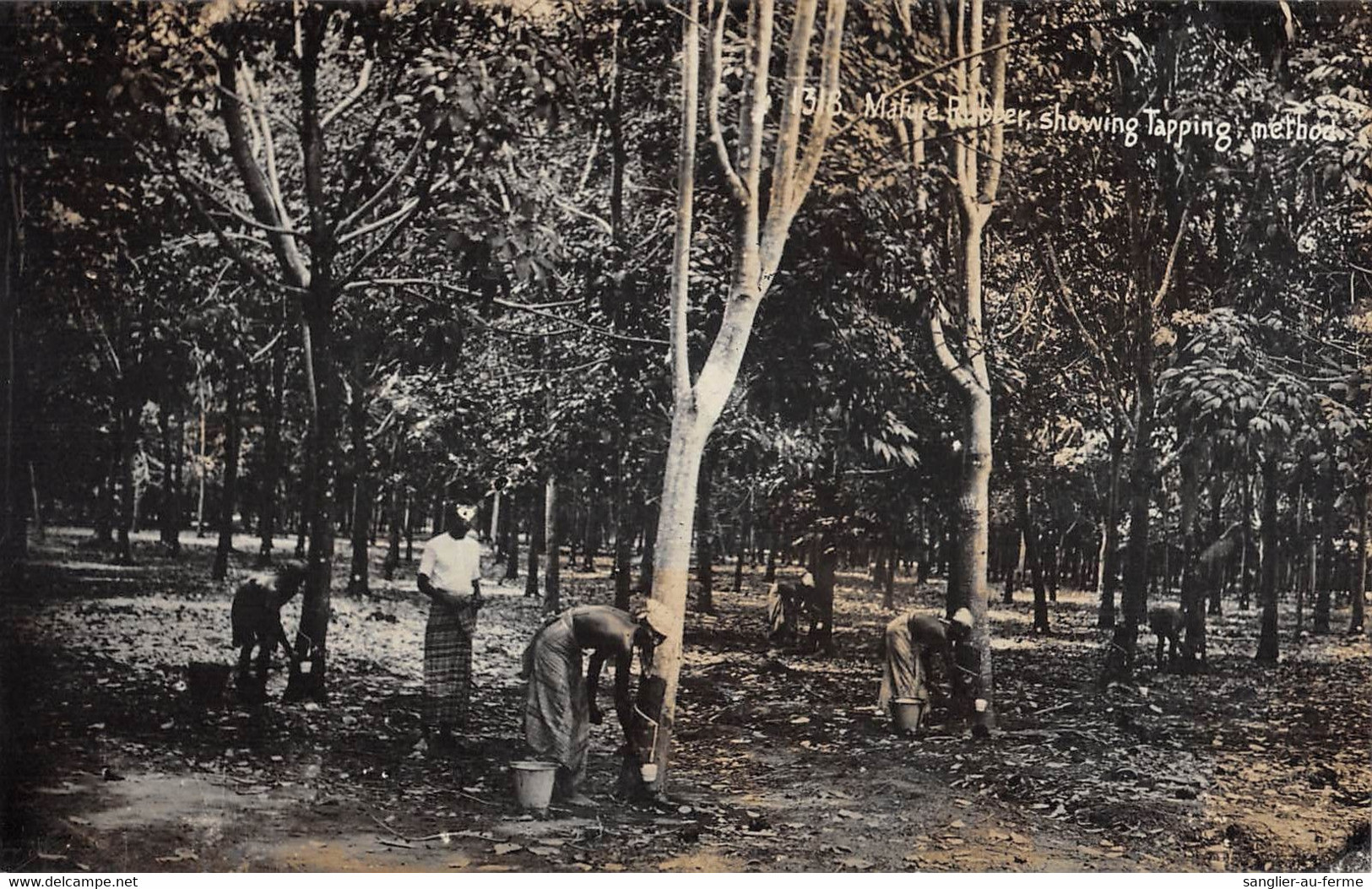 CPA MALAISIE CARTE PHOTO MATURE RUBBER SHOWING TAPPING METHODS - Malaysia