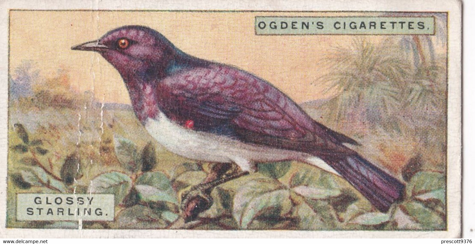 39 Glossy Starling - Foreign Birds 1924 - Ogdens  Cigarette Card - Original - Wildlife - Ogden's