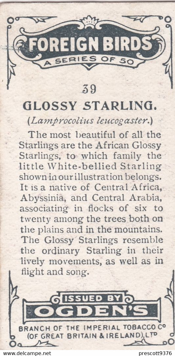 39 Glossy Starling - Foreign Birds 1924 - Ogdens  Cigarette Card - Original - Wildlife - Ogden's