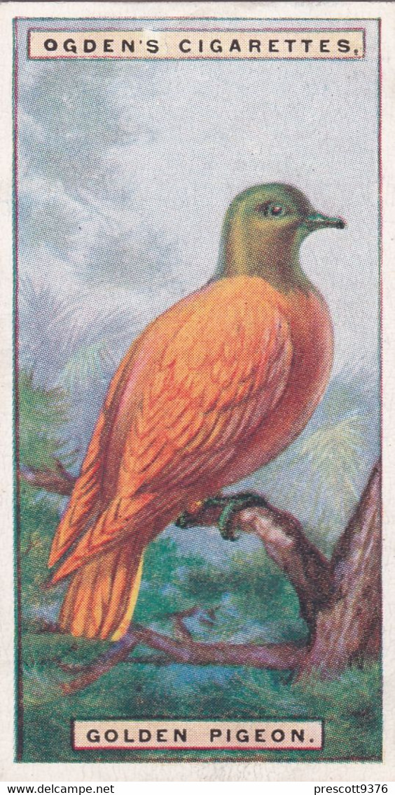 34 Golden Pigeon - Foreign Birds 1924 - Ogdens  Cigarette Card - Original - Wildlife - Ogden's