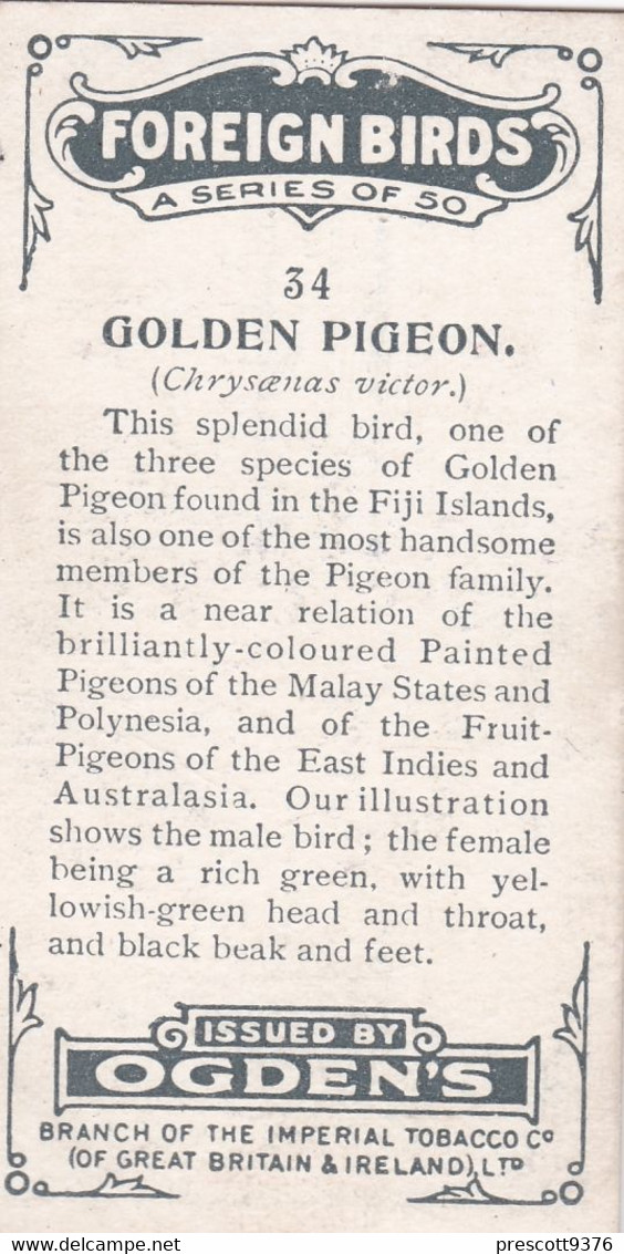 34 Golden Pigeon - Foreign Birds 1924 - Ogdens  Cigarette Card - Original - Wildlife - Ogden's