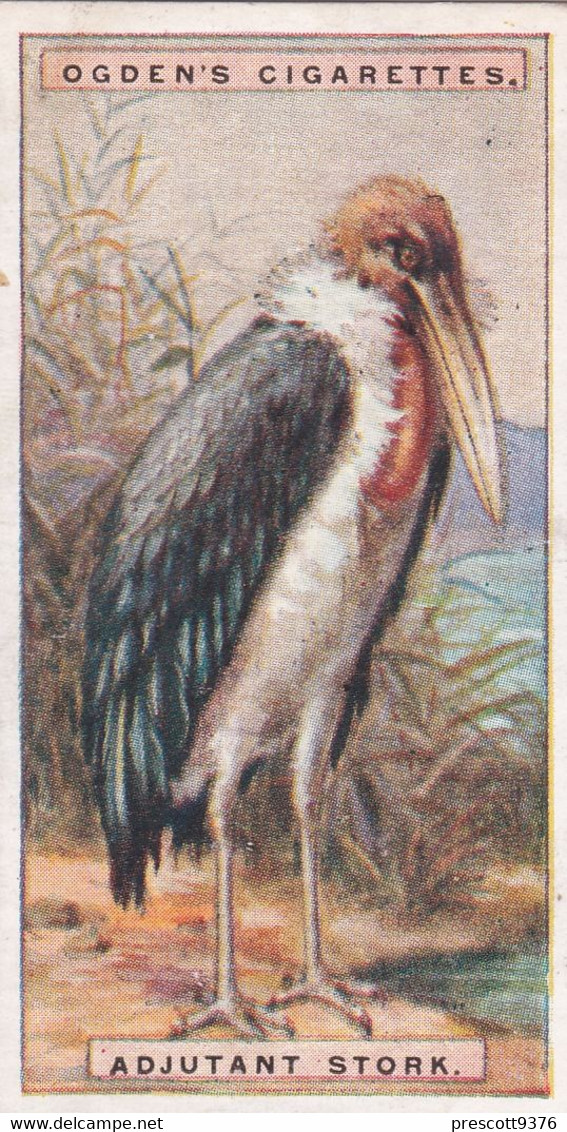 40 Adjutant Stork - Foreign Birds 1924 - Ogdens  Cigarette Card - Original - Wildlife - Ogden's