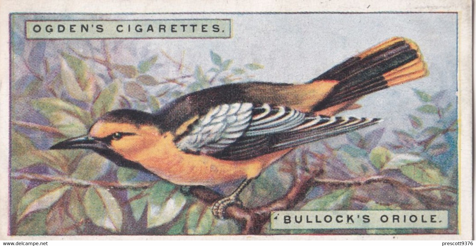 32 Bullocks Oriole - Foreign Birds 1924 - Ogdens  Cigarette Card - Original - Wildlife - Ogden's