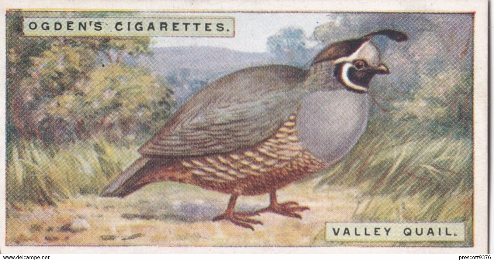 36 Valley Quail - Foreign Birds 1924 - Ogdens  Cigarette Card - Original - Wildlife - Ogden's