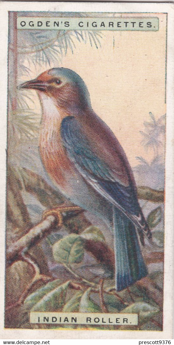 37 Indian Roller - Foreign Birds 1924 - Ogdens  Cigarette Card - Original - Wildlife - Ogden's