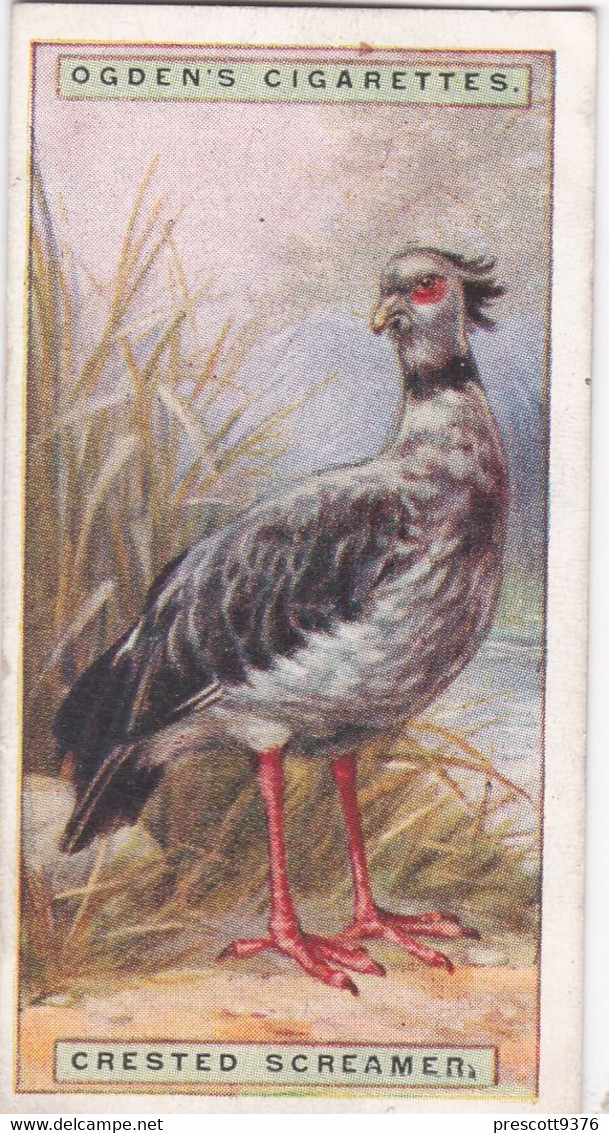 38 Crested Screamer  - Foreign Birds 1924 - Ogdens  Cigarette Card - Original - Wildlife - Ogden's