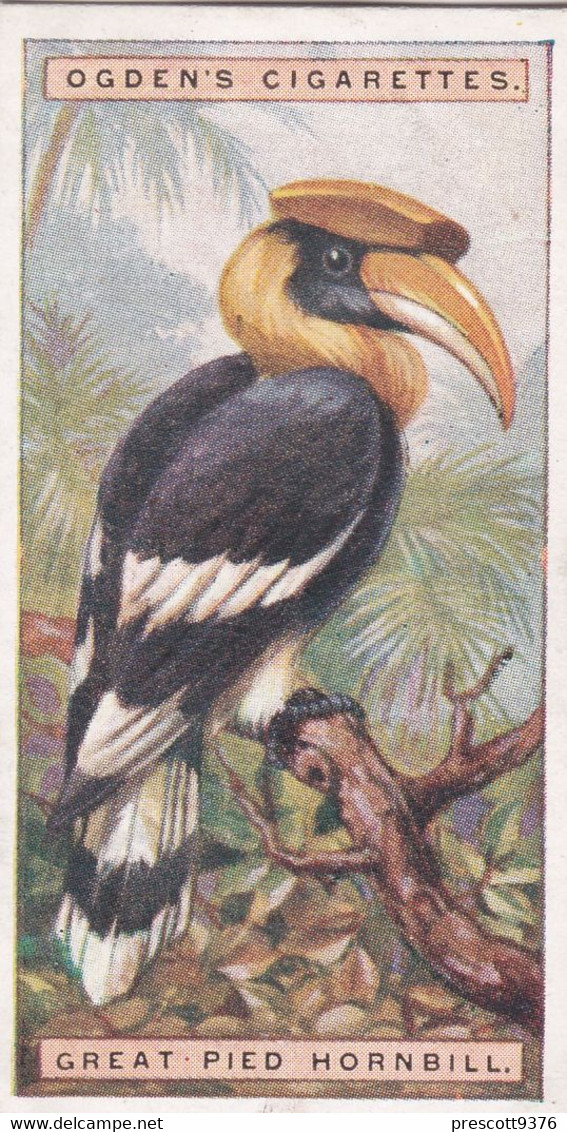 25 Great Pied Hormbill  - Foreign Birds 1924 - Ogdens  Cigarette Card - Original - Wildlife - Ogden's