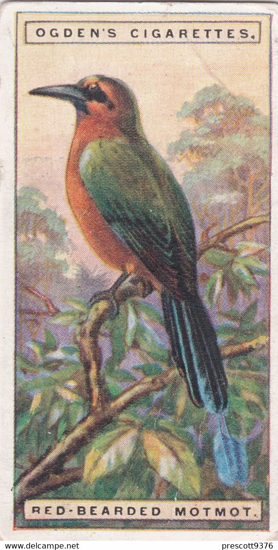31 Red Bearded Motmot  - Foreign Birds 1924 - Ogdens  Cigarette Card - Original - Wildlife - Ogden's