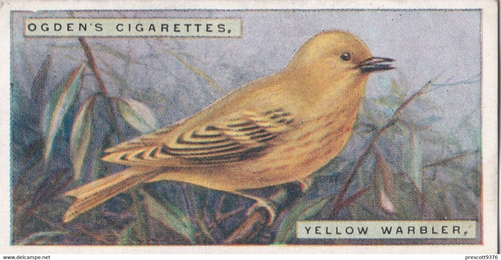 48 Yellow Warbler  - Foreign Birds 1924 - Ogdens  Cigarette Card - Original - Wildlife - Ogden's