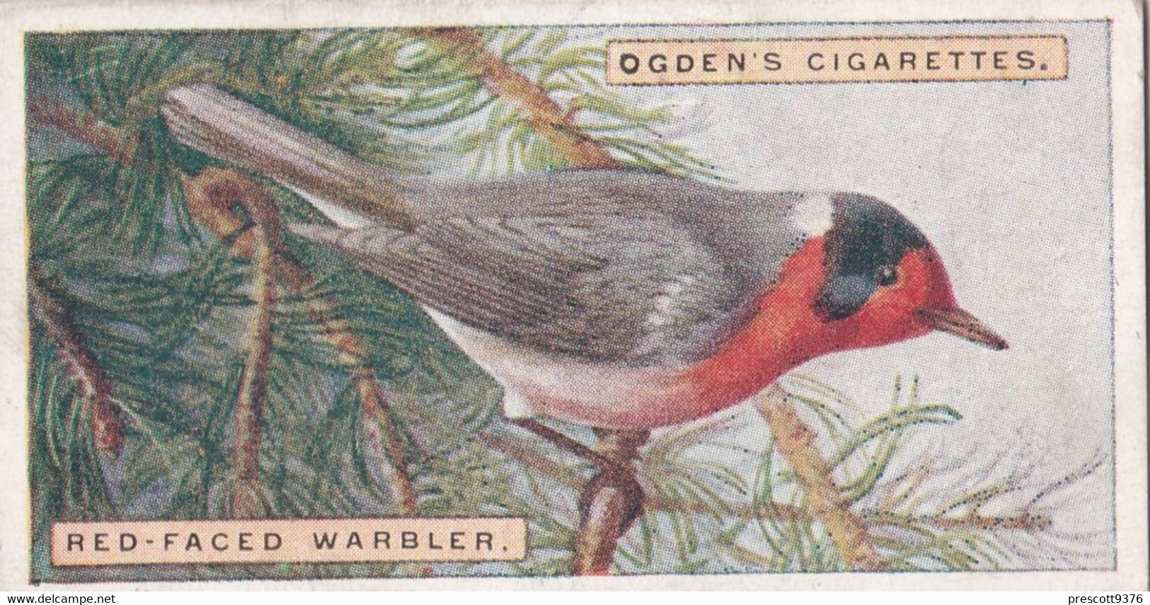 47 Red Faced Warbler  - Foreign Birds 1924 - Ogdens  Cigarette Card - Original - Wildlife - Ogden's