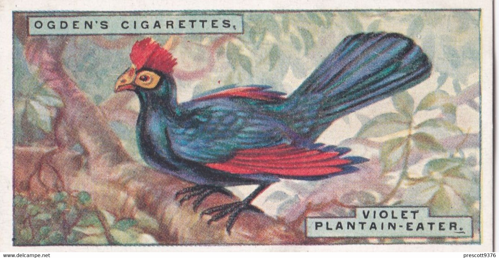 35 Violet Plantain Eater  - Foreign Birds 1924 - Ogdens  Cigarette Card - Original - Wildlife - Ogden's