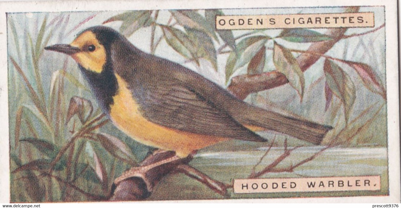 46 Hooded Warbler  - Foreign Birds 1924 - Ogdens  Cigarette Card - Original - Wildlife - Ogden's