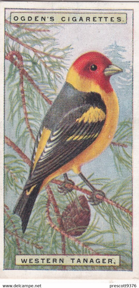 42 Western Tanager - Foreign Birds 1924 - Ogdens  Cigarette Card - Original - Wildlife - Ogden's