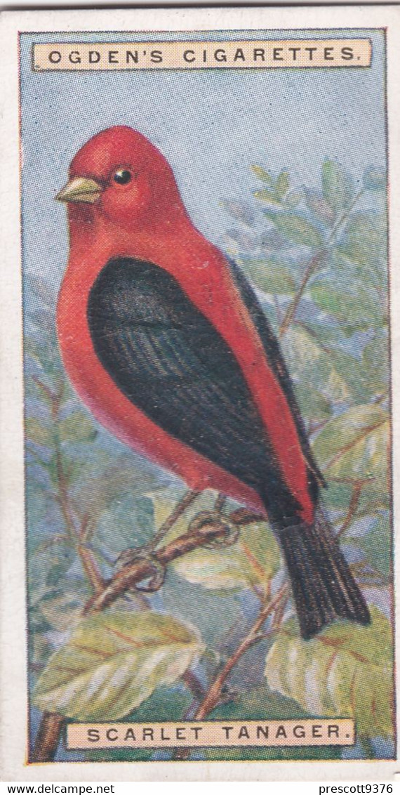 41 Scarlet Tanager - Foreign Birds 1924 - Ogdens  Cigarette Card - Original - Wildlife - Ogden's