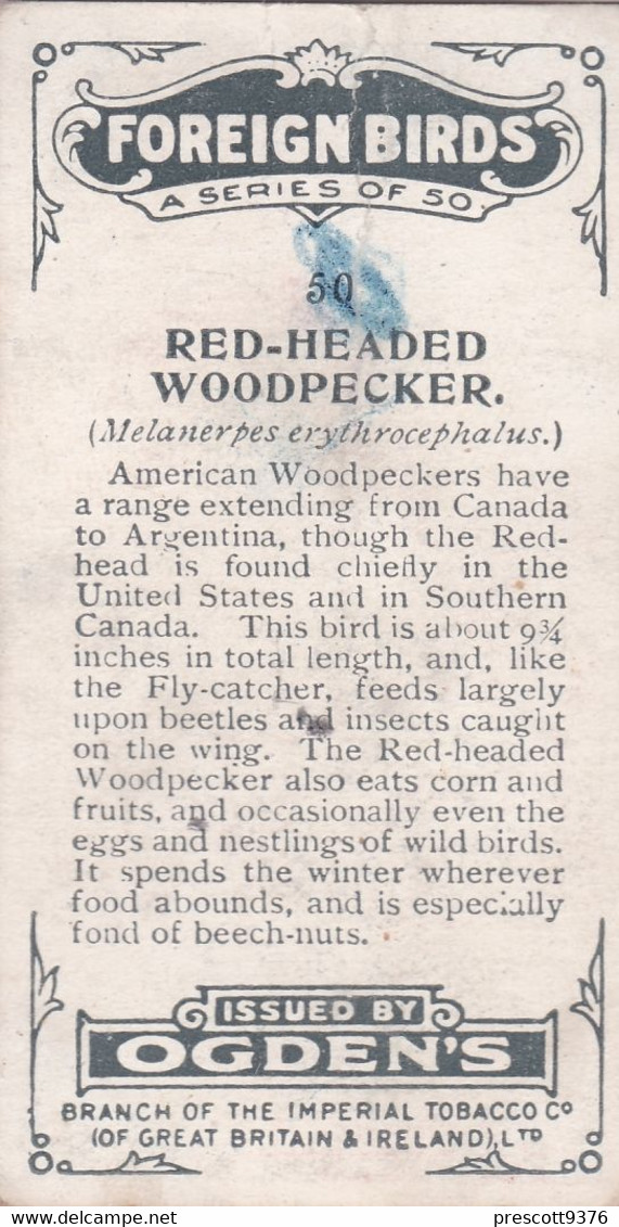 50 Red Headed Woodpecker - Foreign Birds 1924 - Ogdens  Cigarette Card - Original - Wildlife - Ogden's
